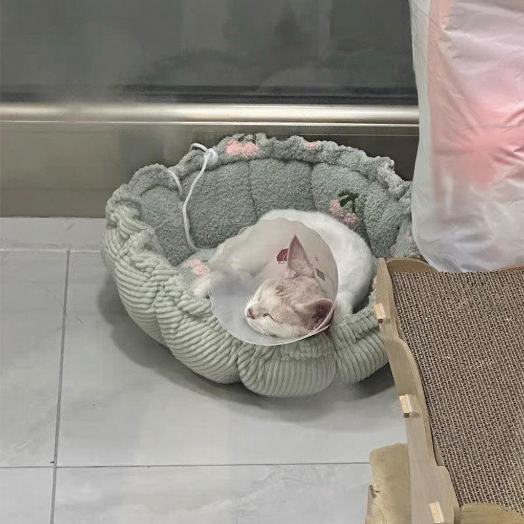 Catvera Adjustable Petal Cat Bed - Image 12|||PROMPT|||Cleaned image. Original analysis: Found 1 red brand logo/tag on the right side of the image