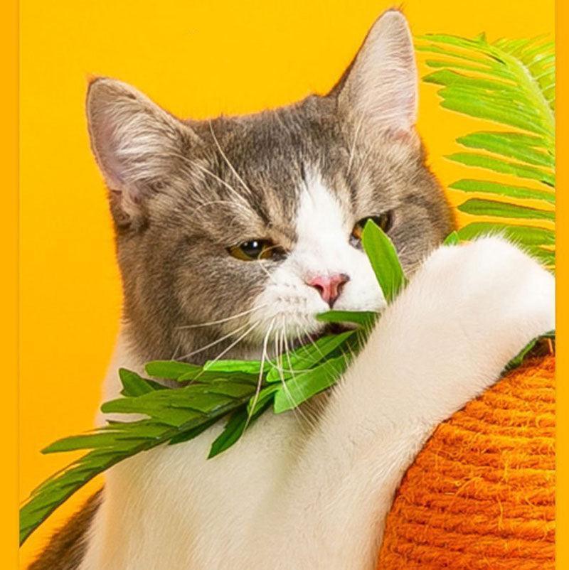 Catvera Carrot Sisal Scratching Post - Image 12|||PROMPT|||Original clean product image