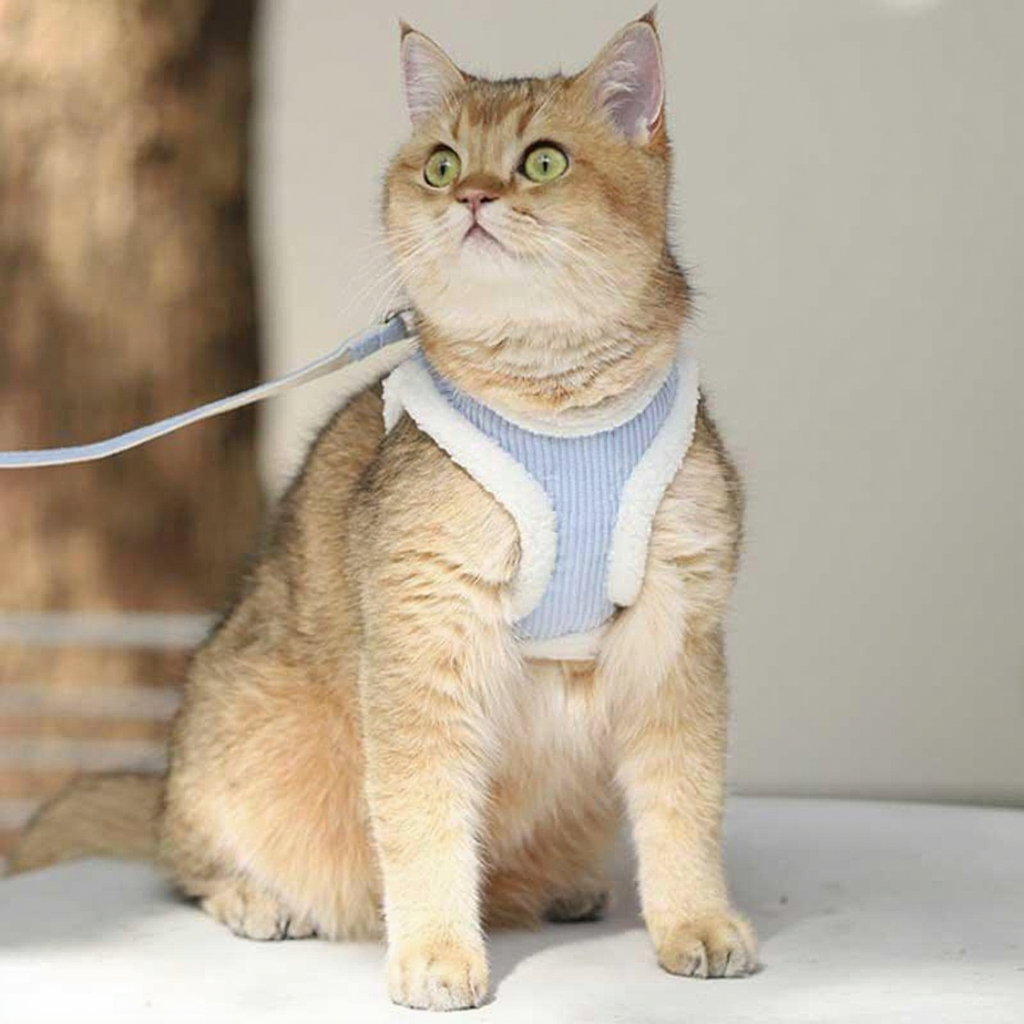 Catvera Escape Proof Cat Harness Vest - Image 3|||PROMPT|||Cleaned image. Original analysis: Found 1 brand logo on the harness/vest worn by the cat