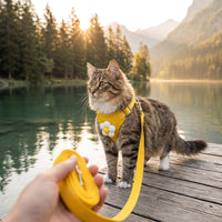 Catvera Floral Cat Harness Leash Set - Image 1|||PROMPT|||Original clean product image