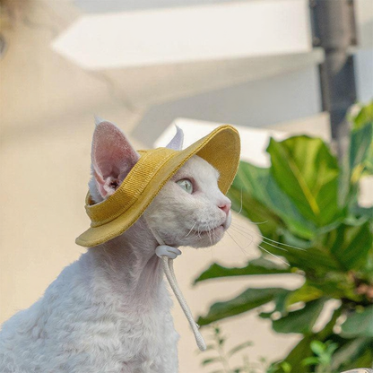 Catvera Hairless Cat Sun Hat - Image 23|||PROMPT|||Cleaned image. Original analysis: Found text overlay with business/brand information in the blurred background signage