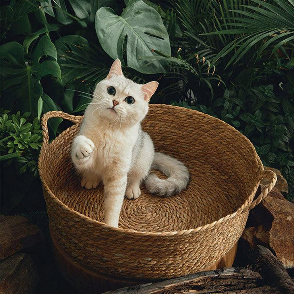Catvera Natural Wicker Cat Bed - Image 6|||PROMPT|||Cleaned image. Original analysis: found 1 text watermark - 'MEWCATS' in white text at the top left corner