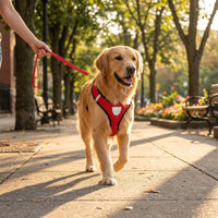 Catvera Reflective Mesh Pet Harness - Main Product Image