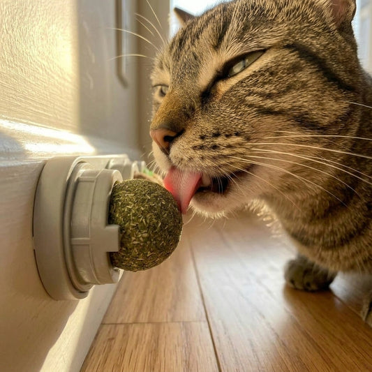 Catvera Rotating 4-in-1 Herbal Lick Toy - Main Product Image