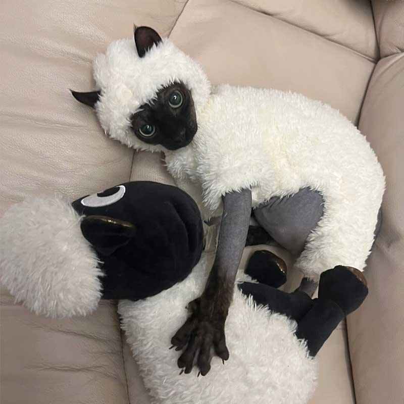 Catvera Sheep Halloween Costume Sphynx - Image 10|||PROMPT|||Original clean product image