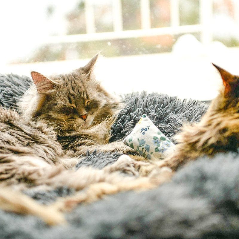 Catvera Calming Donut Cat Bed