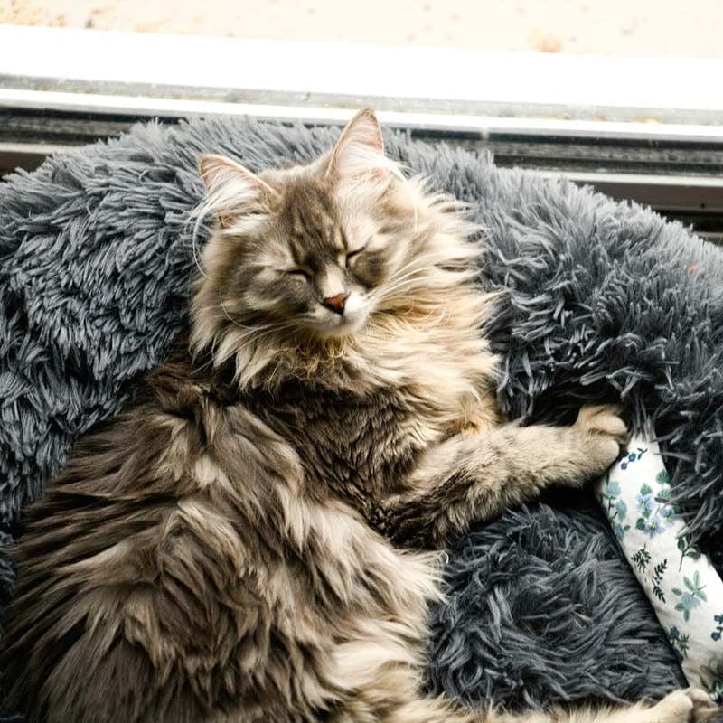 Catvera Calming Donut Cat Bed