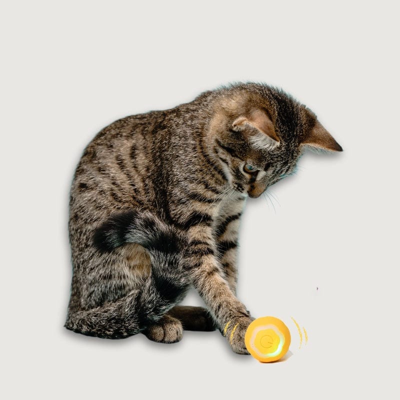 Catvera Smart LED Ball Toy
